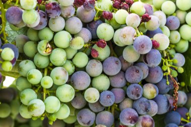 Grapevine üzerinde renkli Şaraplık