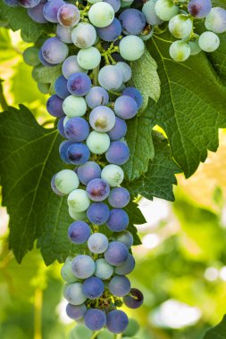 Grapevine üzerinde renkli Şaraplık