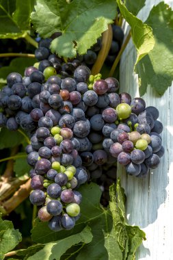 Grapevine üzerinde renkli Şaraplık