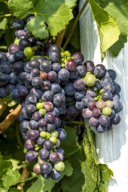 Grapevine üzerinde renkli Şaraplık