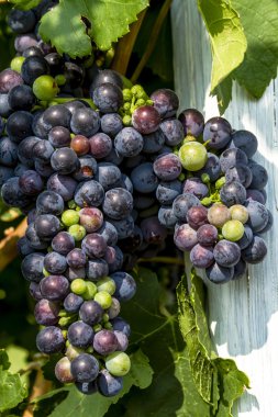 Grapevine üzerinde renkli Şaraplık