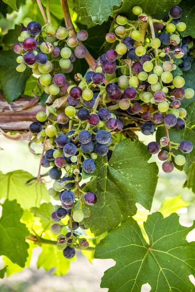 Grapevine üzerinde renkli Şaraplık
