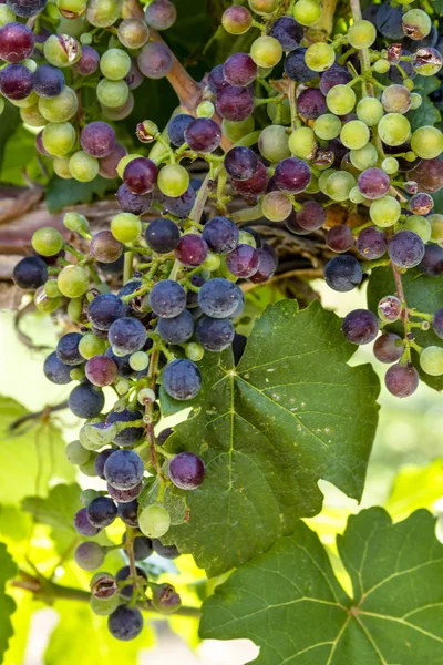 Grapevine üzerinde renkli Şaraplık
