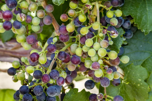 Grapevine üzerinde renkli Şaraplık