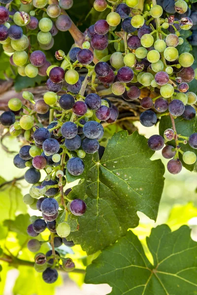 Kleurrijke wijndruivenrassen op Grapevine — Stockfoto