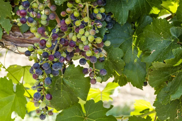 Kleurrijke wijndruivenrassen op Grapevine — Stockfoto