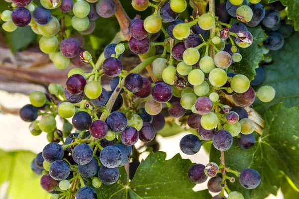 Colorful Wine Grapes on Grapevine