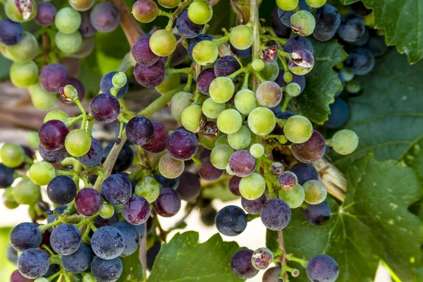 Grapevine üzerinde renkli Şaraplık