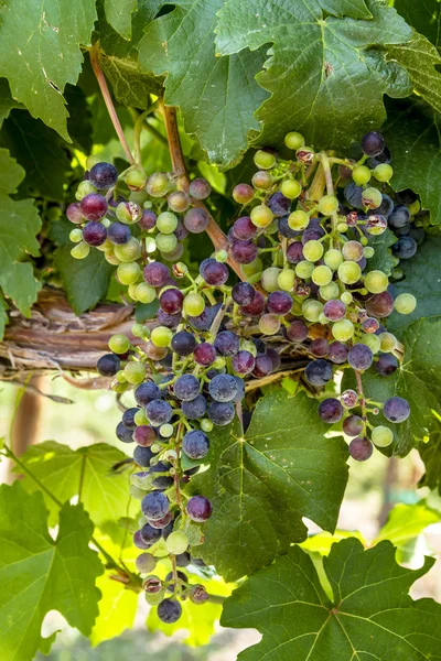 Grapevine üzerinde renkli Şaraplık