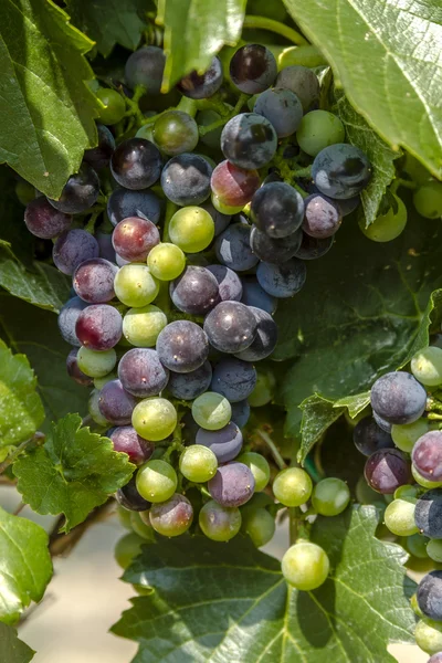 Grapevine üzerinde renkli Şaraplık