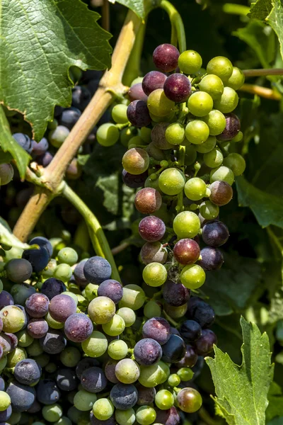 Grapevine üzerinde renkli Şaraplık