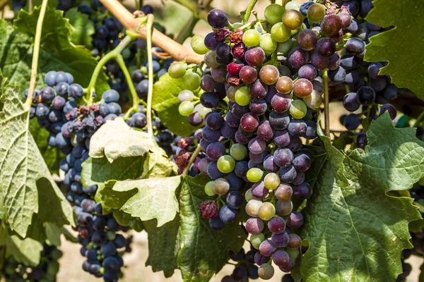 Barevné vinné hrozny na Grapevine — Stock fotografie