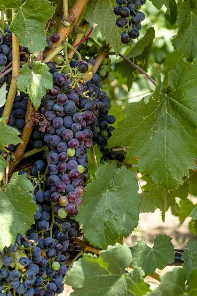 Uvas coloridas del vino en Grapevine —  Fotos de Stock