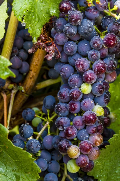 Uvas coloridas del vino en Grapevine — Foto de Stock