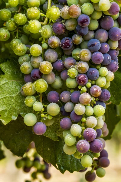 Grapevine üzerinde renkli Şaraplık
