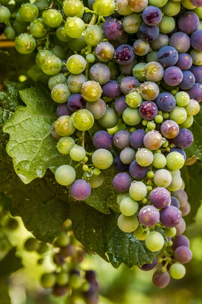 Kleurrijke wijndruivenrassen op Grapevine — Stockfoto