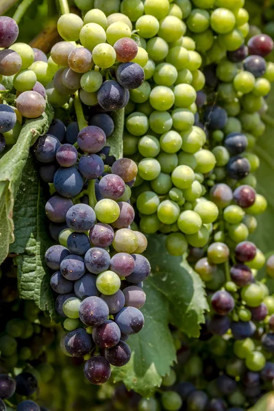Grapevine üzerinde renkli Şaraplık
