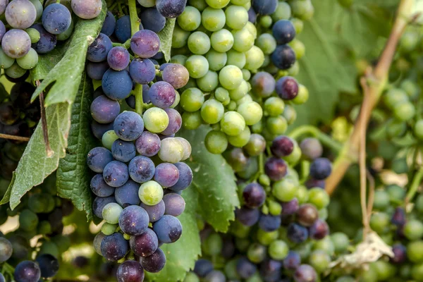 Grapevine üzerinde renkli Şaraplık