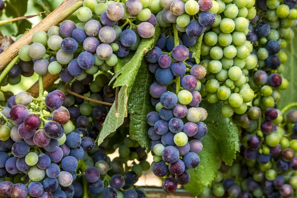 Grapevine üzerinde renkli Şaraplık