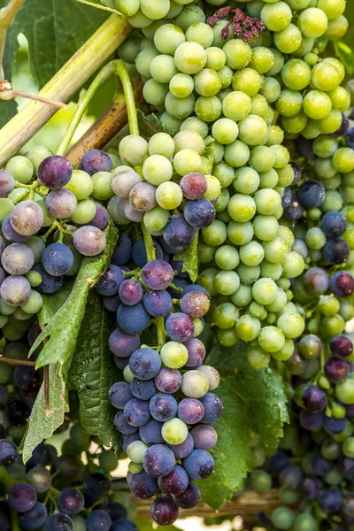 Grapevine üzerinde renkli Şaraplık