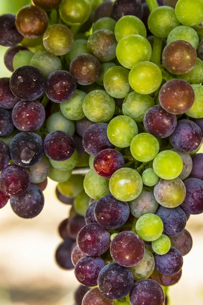 Grapevine üzerinde renkli Şaraplık