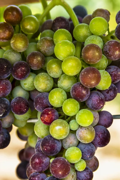 Grapevine üzerinde renkli Şaraplık