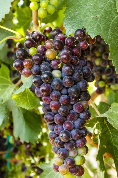 Colorful Wine Grapes on Grapevine — Stock Photo, Image