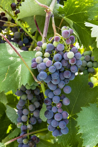 Grapevine üzerinde renkli Şaraplık