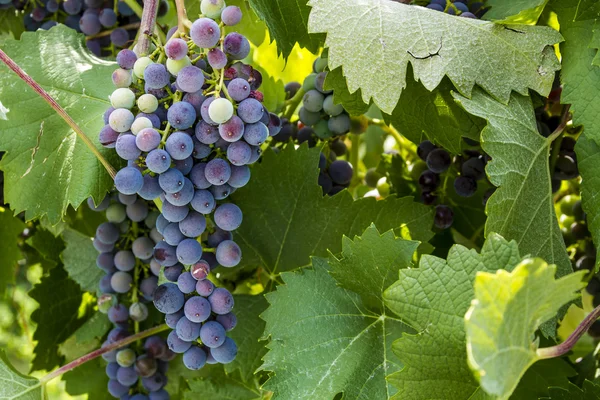 Colorful Wine Grapes on Grapevine