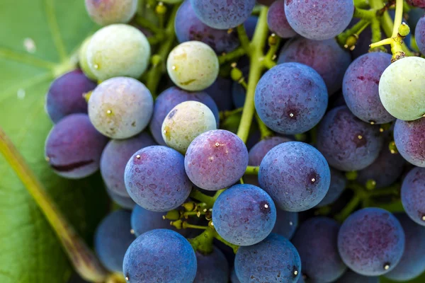 Grapevine üzerinde renkli Şaraplık