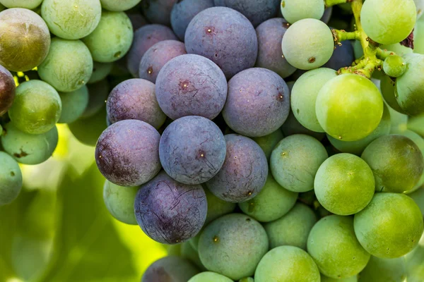 Grapevine üzerinde renkli Şaraplık