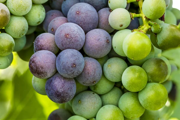 Grapevine üzerinde renkli Şaraplık