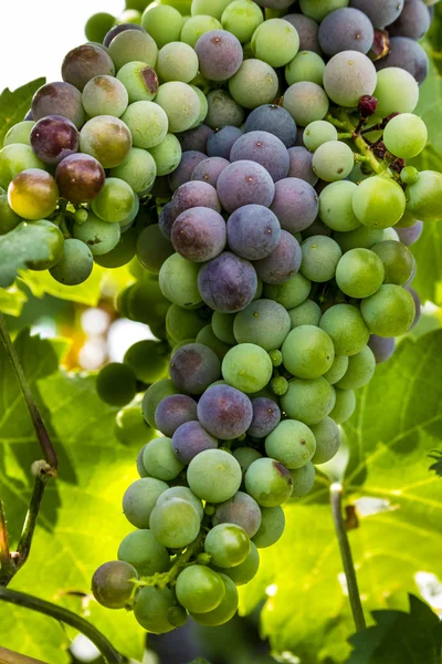 Grapevine üzerinde renkli Şaraplık