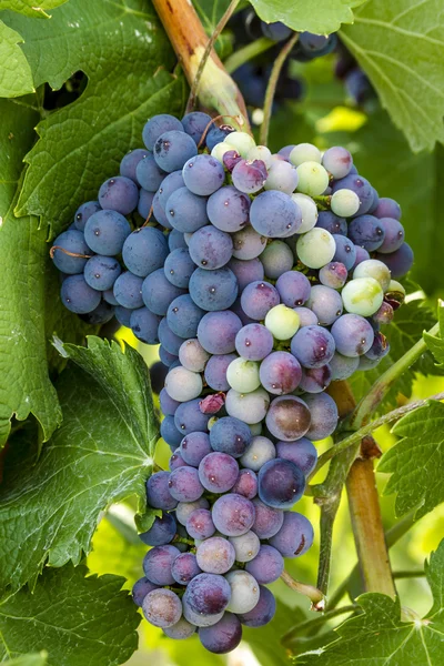 Kleurrijke wijndruivenrassen op Grapevine — Stockfoto