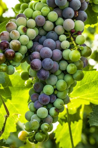 Colorful Wine Grapes on Grapevine — Stock Photo, Image