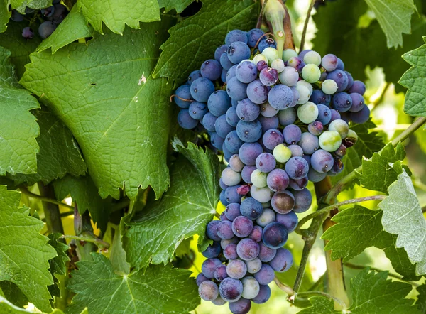 Grapevine üzerinde renkli Şaraplık