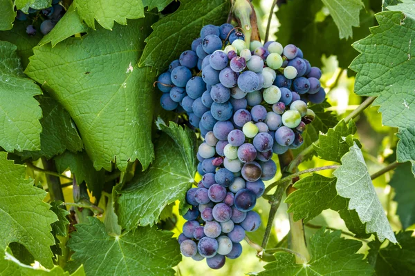 Grapevine üzerinde renkli Şaraplık