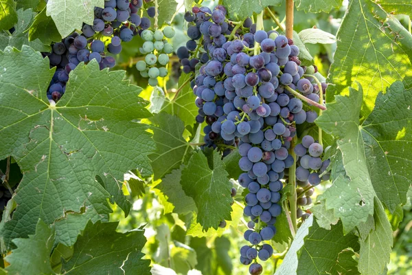 Färgglada vindruvor på Grapevine — Stockfoto