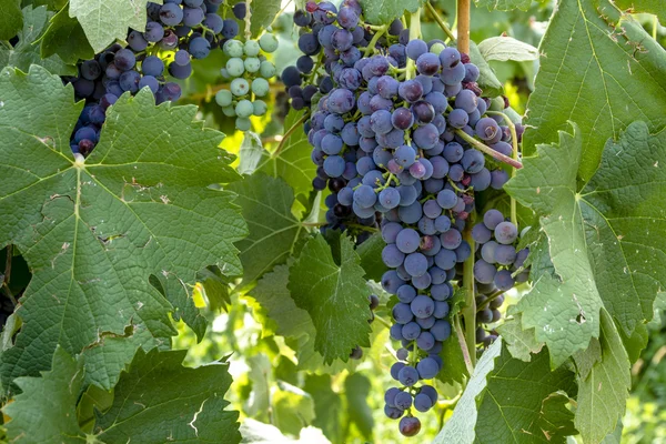 Färgglada vindruvor på Grapevine — Stockfoto