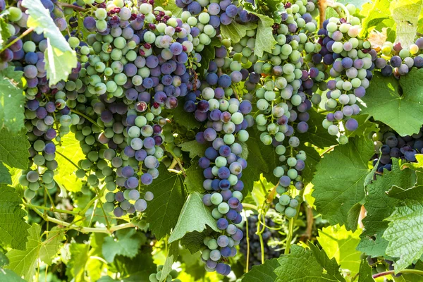Uvas de vinho coloridas em videira — Fotografia de Stock