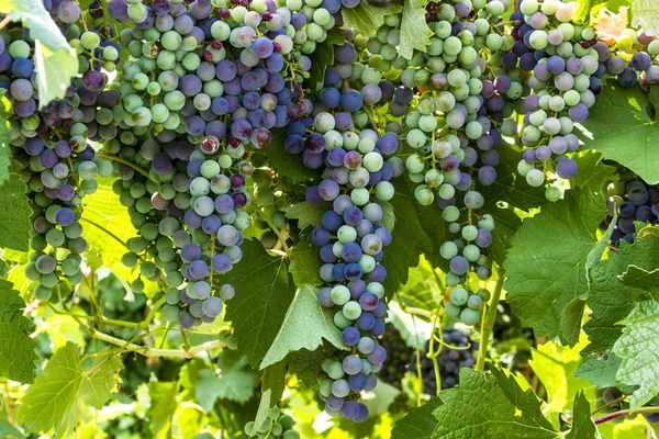 Colorful Wine Grapes on Grapevine — Stock Photo, Image