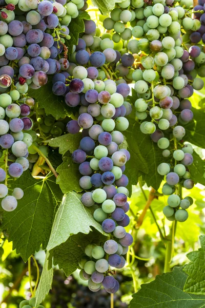 Grapevine üzerinde renkli Şaraplık