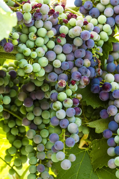 Kleurrijke wijndruivenrassen op Grapevine — Stockfoto