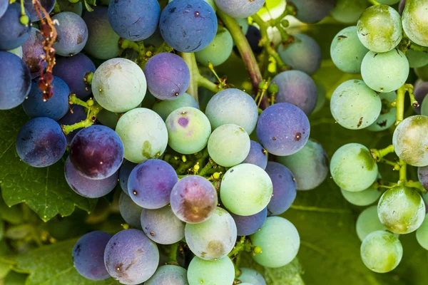 Colorful Wine Grapes on Grapevine