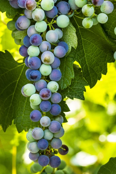 Färgglada vindruvor på Grapevine — Stockfoto