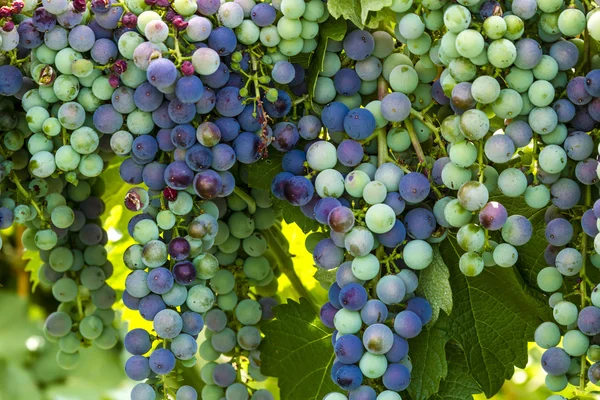 Grapevine üzerinde renkli Şaraplık