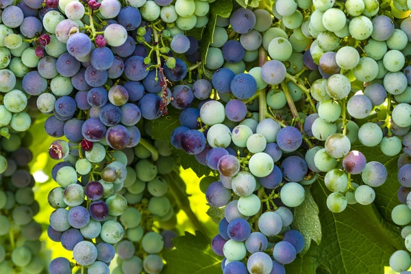 Grapevine üzerinde renkli Şaraplık