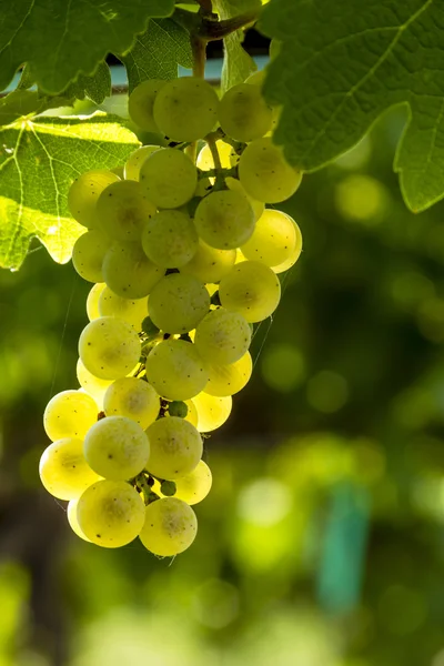 Uvas de vinho coloridas em videira — Fotografia de Stock