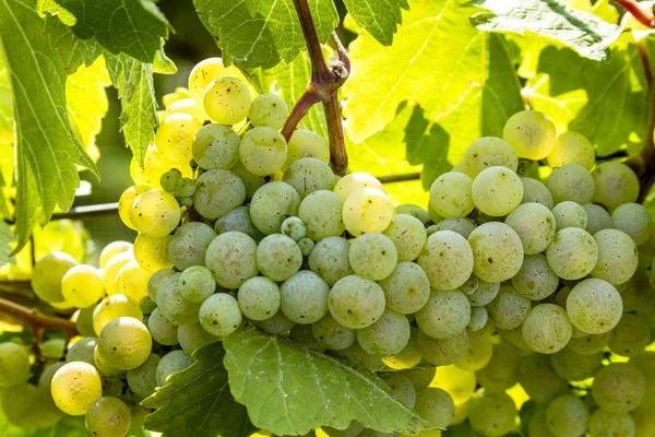 Uvas de vinho coloridas em videira — Fotografia de Stock