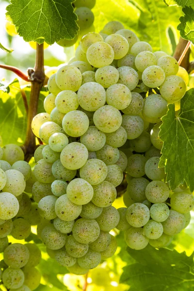 Raisins à vin colorés sur la vigne — Photo